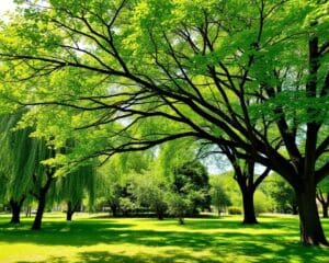 Bomen die Snelle Groeiers Zijn en Schaduw Bieden