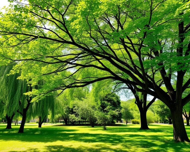 Bomen die Snelle Groeiers Zijn en Schaduw Bieden