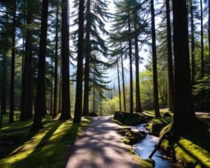 Waarom wandelen in de natuur rust geeft