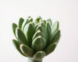 Werkt Cactusvijgolie als anti-aging behandeling?