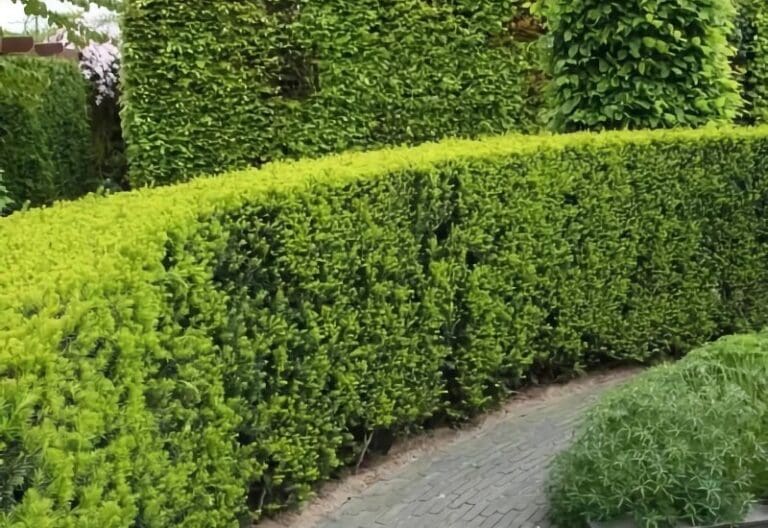 De Ultieme Gids voor Haagplanten Kopen