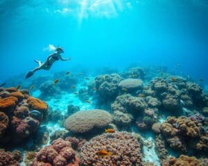 Wat maakt snorkelen op de Malediven zo bijzonder?