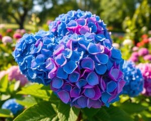 hortensia